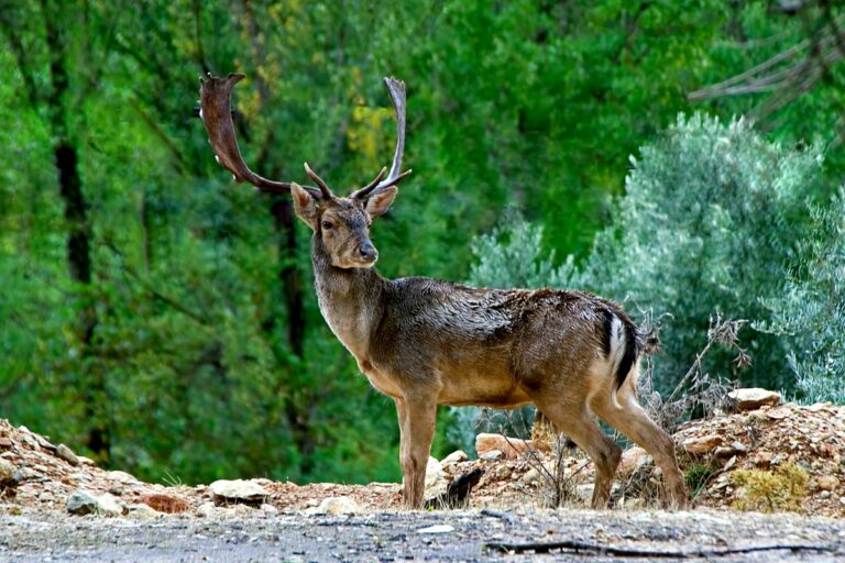 Gamo en la Sierra de Cazorla