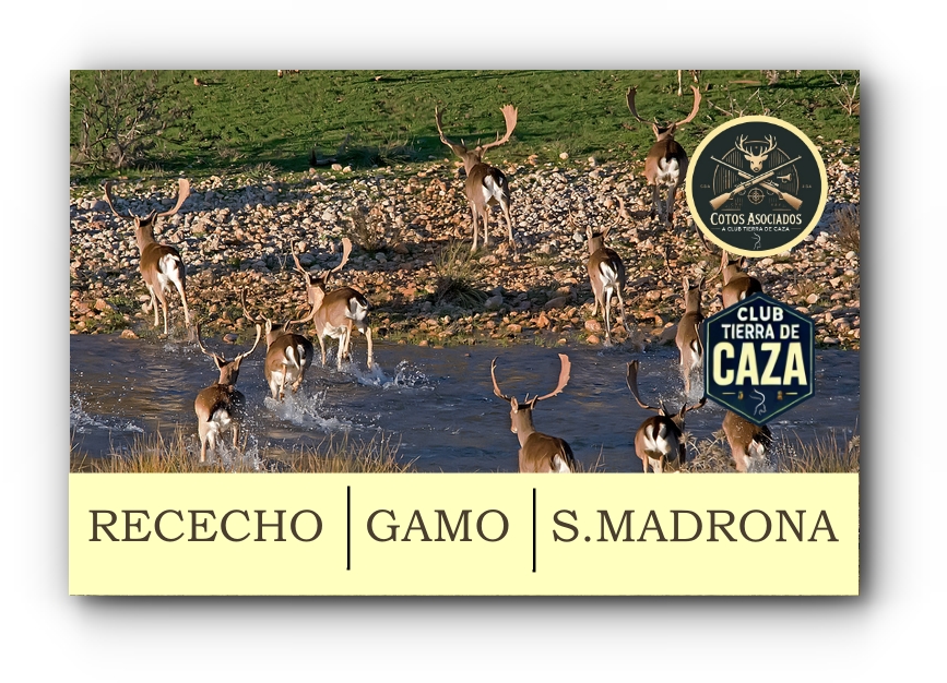 Gamo Representativo Alto – Bronce en Gran Finca de Sierra Madrona