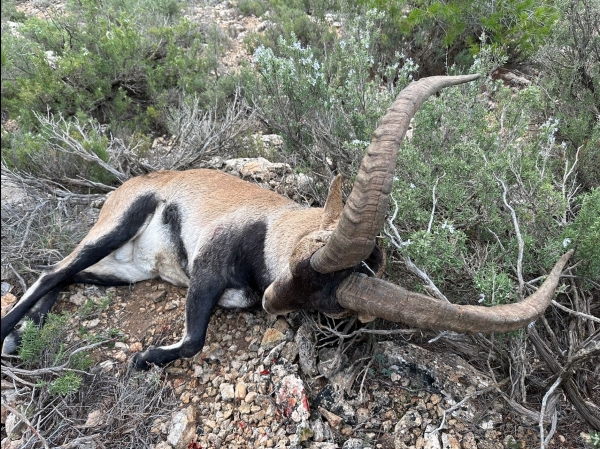 caza macho montes en Albacete