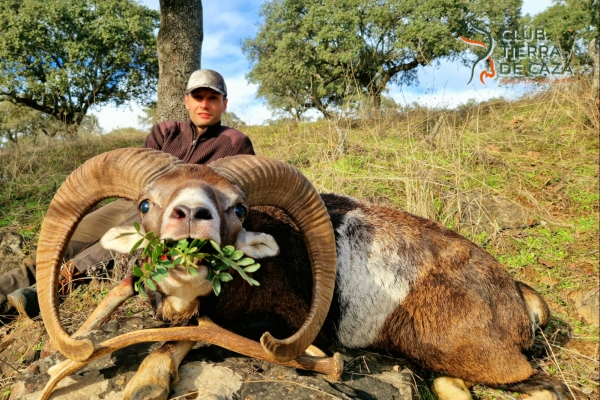 caza de muflon en la sierra de Cordoba con Club Tierra de Caza