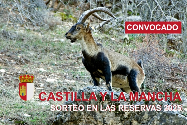 Sorteo de Recechos y Monterías en Reservas y Cotos Sociales de Castilla-La Mancha