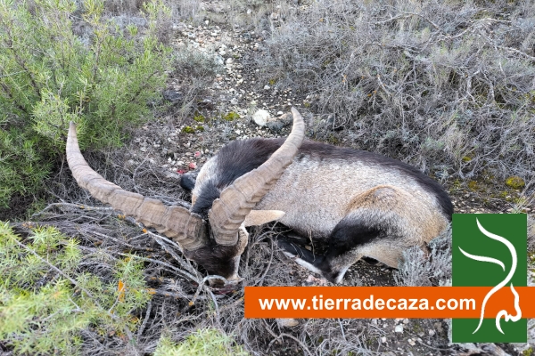 El macho de Javier: un bonito montés en el Valle del Segura