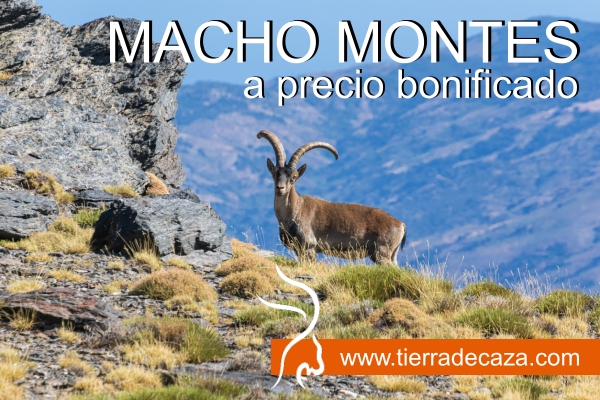 macho montes teruel