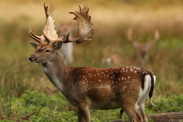 gamo club tierra de caza