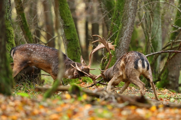 ACTA DE ADJUDICACIÓN POR SORTEO BONIFICADO DE UN PERMISO DE RECECHO DE GAMO EN SIERRA MADRONA