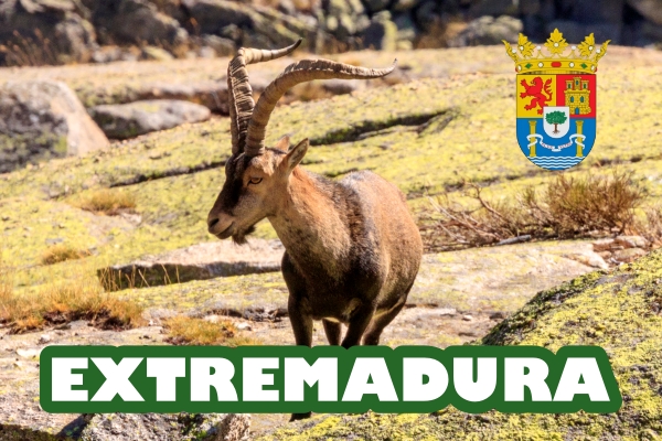 SORTEO CAZA EXTREMADURA