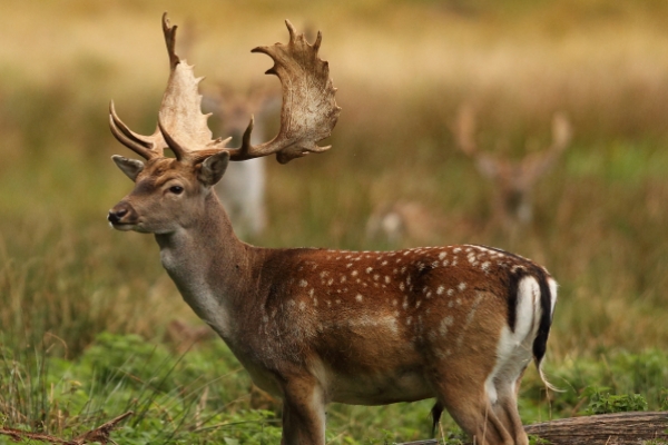 gamo alcornocales