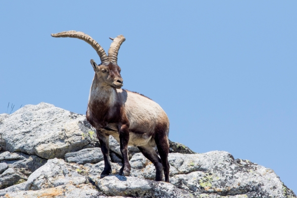ACTA DE ADJUDICACIÓN POR SORTEO BONIFICADO DE UN PERMISO DE CAZA DE MACHO MONTÉS EN LA SIERRA DEL SEGURA