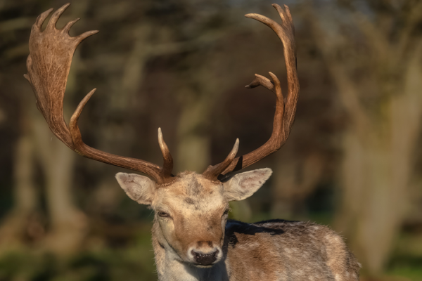 gamo el hoyo